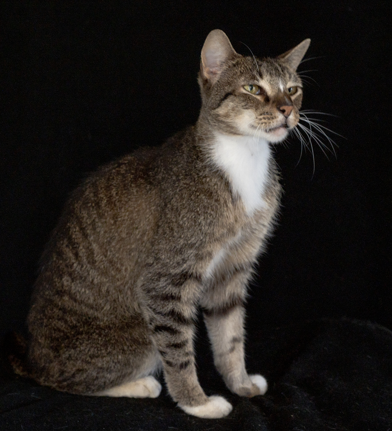 Top Cat Sanctuary cat photo